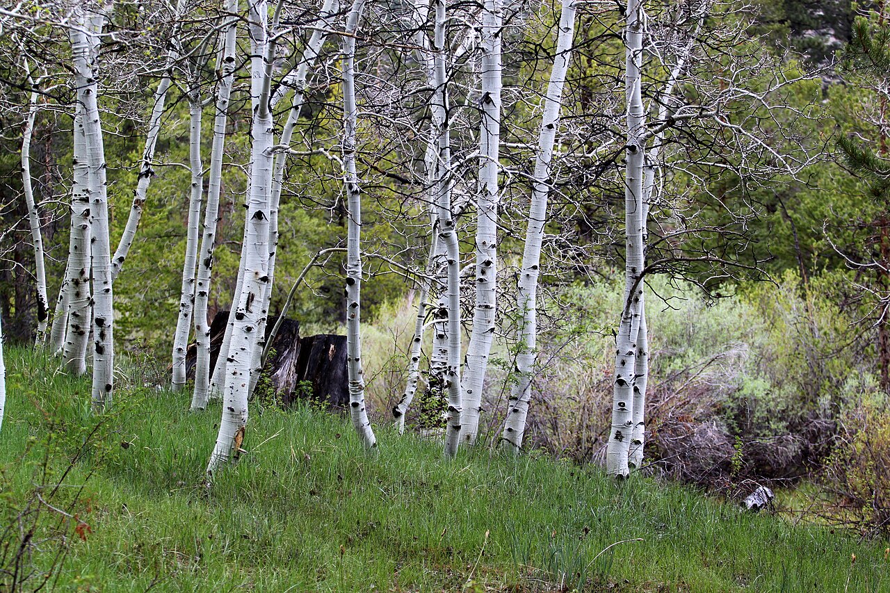 @ Lower Lee Vining Campground