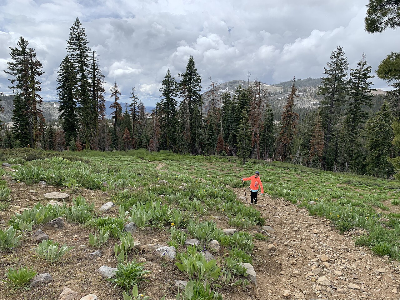 Black Buttes, 8028-feet, is a peak that can be climbed in a short day via Grouse Ridge Trail near the Emigrant Wilderness on the USDA Forest Service, Tahoe National Forest, California. The trail drops into a canyon and then descends on top of Sand Hill Ri