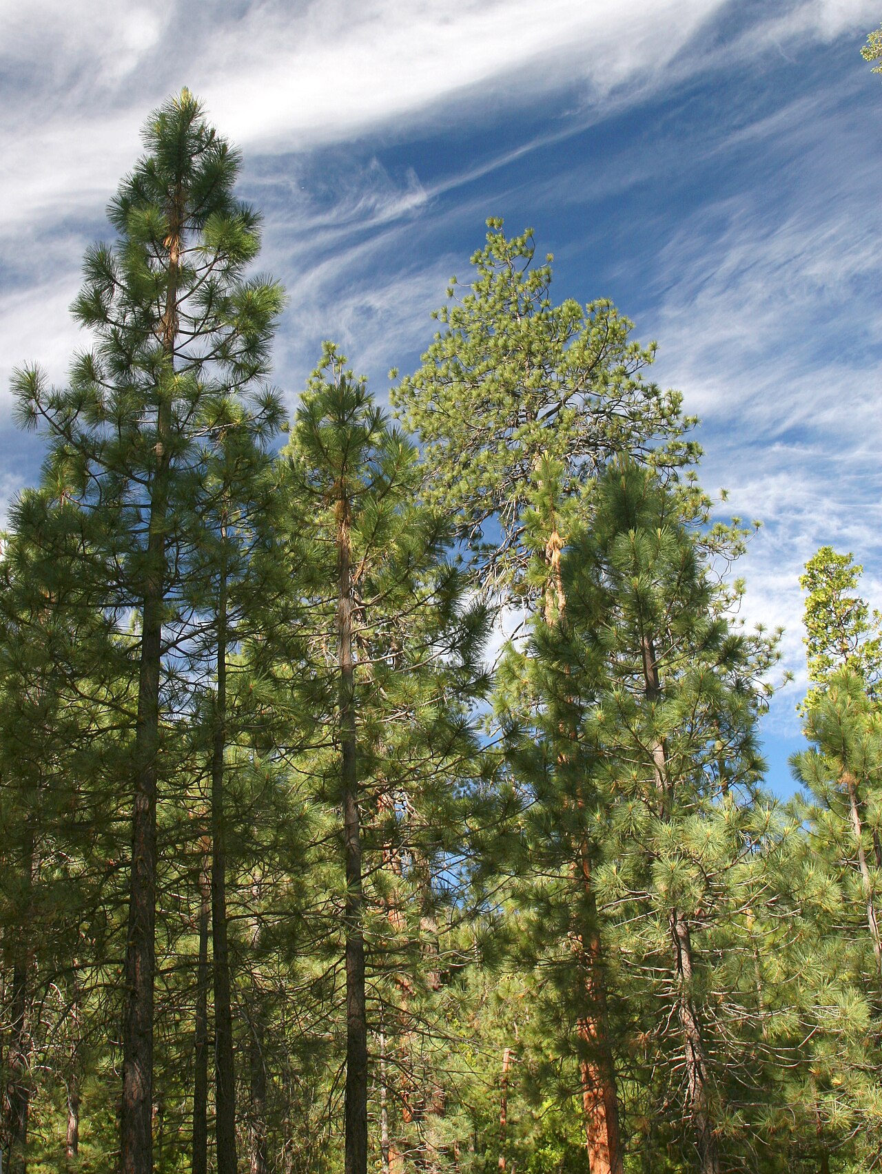 Pinus ponderosa subsp. benthamiana, Canyon View camp site, Cedar Grove, Kings Canyon National Park, High Sierra, California, USA.