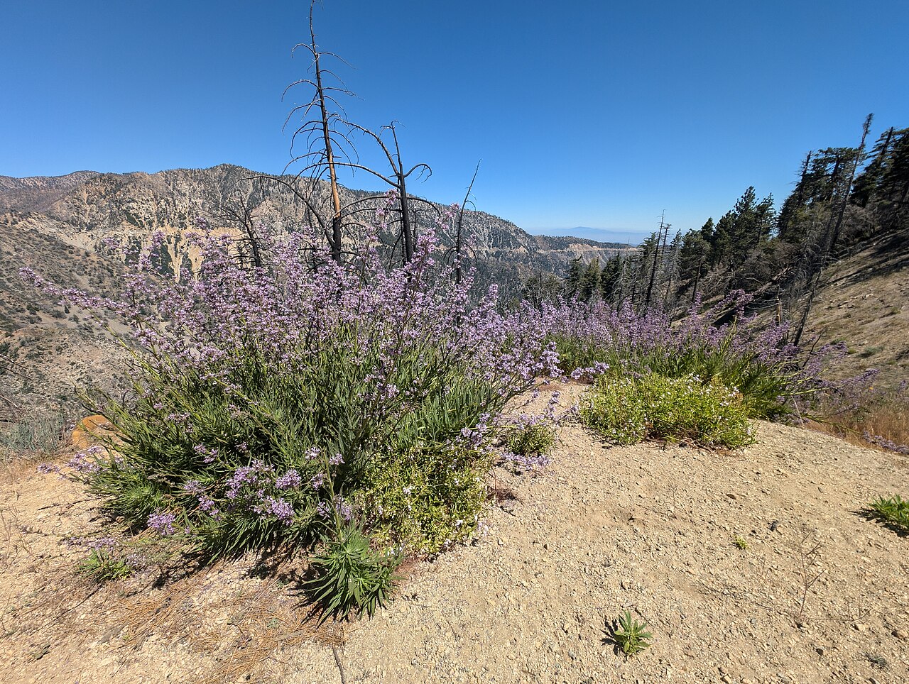 Escape the city in minutes!   The Angeles National Forest, right in LA's backyard, offers endless adventure.  With over 650,000 acres of mountains, meadows, and forests, it's perfect for hiking, camping, or just enjoying nature.  Explore waterfalls, sceni