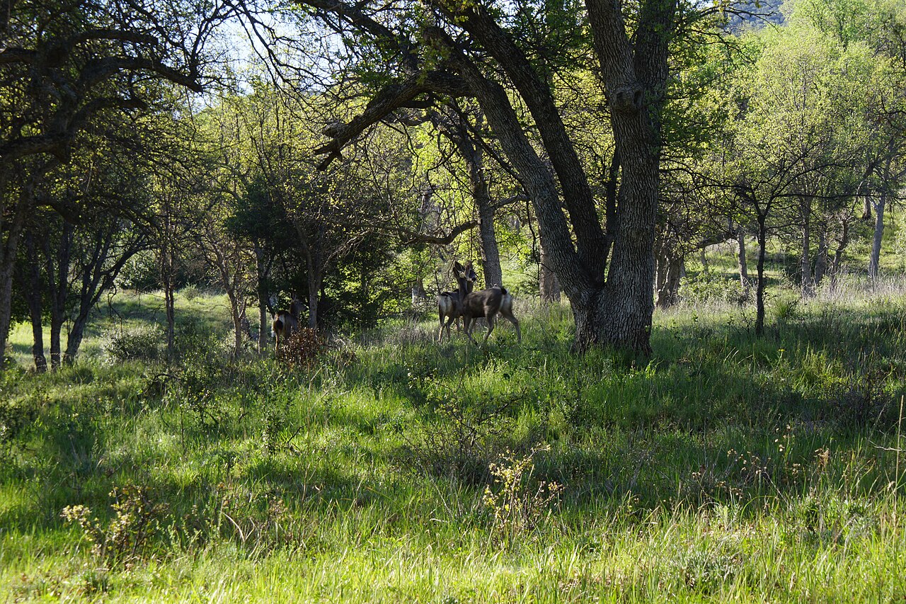 Oak Flat Campground