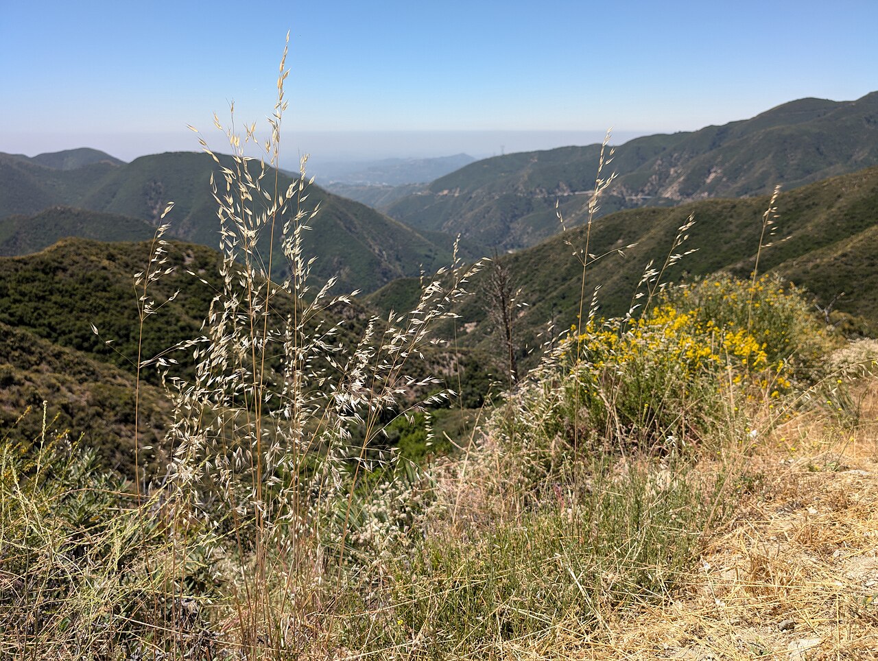 Escape the city in minutes!   The Angeles National Forest, right in LA's backyard, offers endless adventure.  With over 650,000 acres of mountains, meadows, and forests, it's perfect for hiking, camping, or just enjoying nature.  Explore waterfalls, sceni