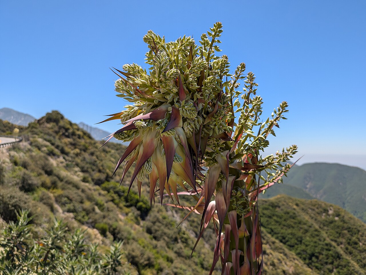 Escape the city in minutes!   The Angeles National Forest, right in LA's backyard, offers endless adventure.  With over 650,000 acres of mountains, meadows, and forests, it's perfect for hiking, camping, or just enjoying nature.  Explore waterfalls, sceni