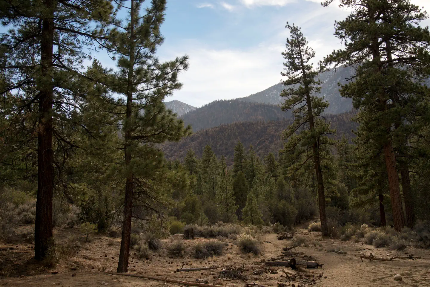 Coon Creek Cabin Recreational Area View