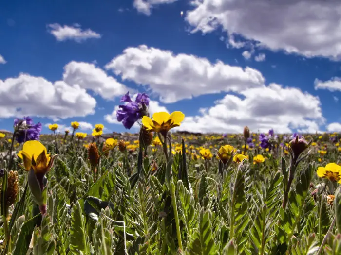 Camping scenery for Montana