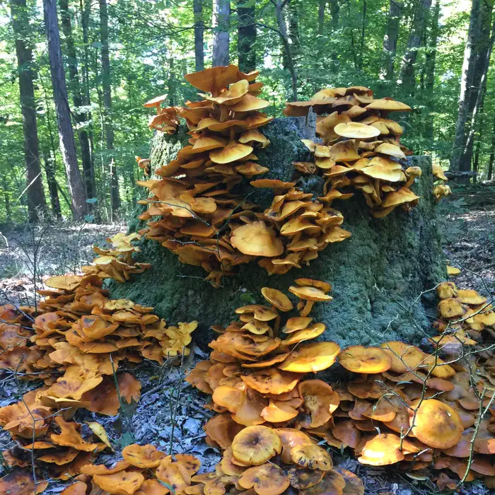 Hoosier National Forest Mushrooms on a Tree Stump