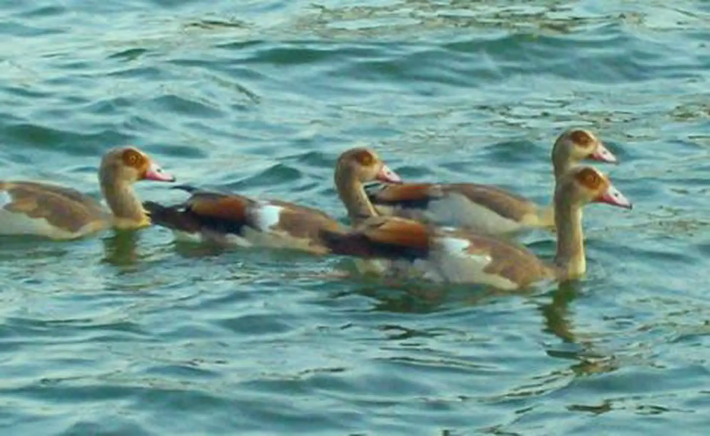 Four ducks swimming