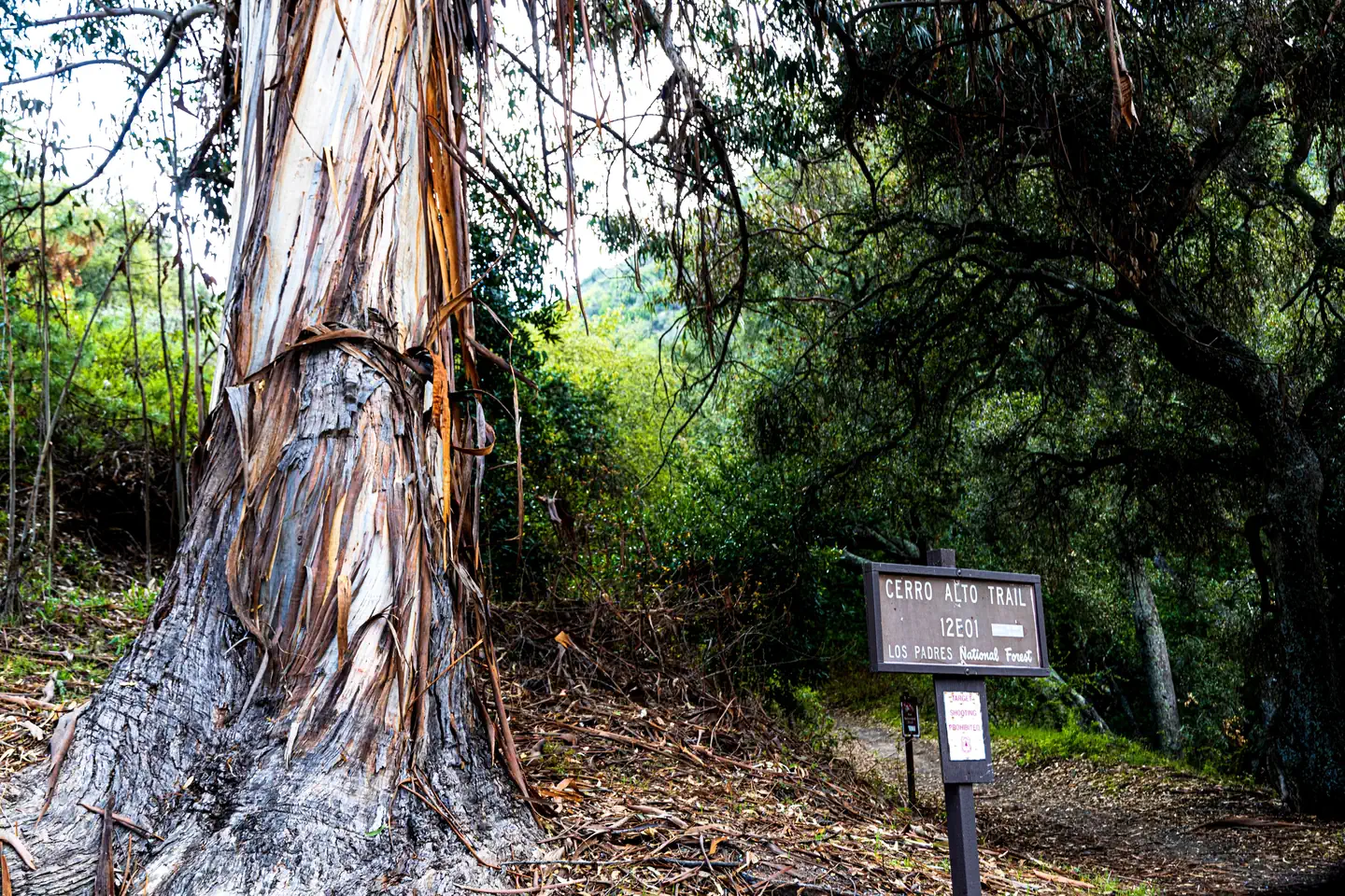 Cerro Alto Trail