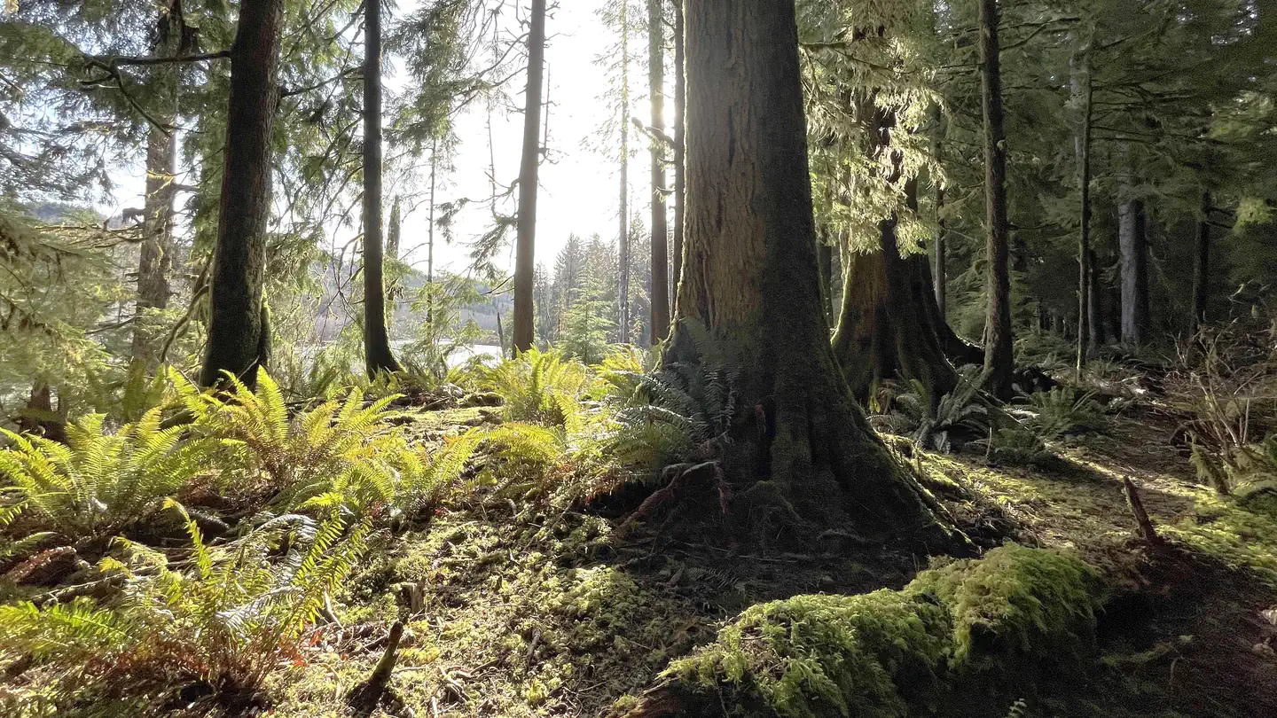 Temperate rainforest