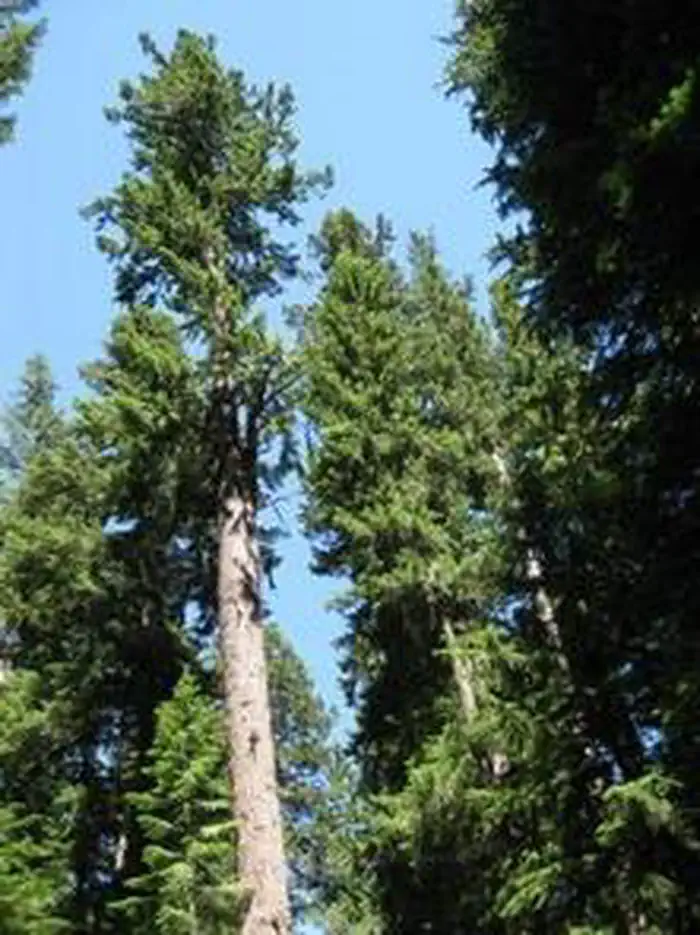Camping scenery for Oregon