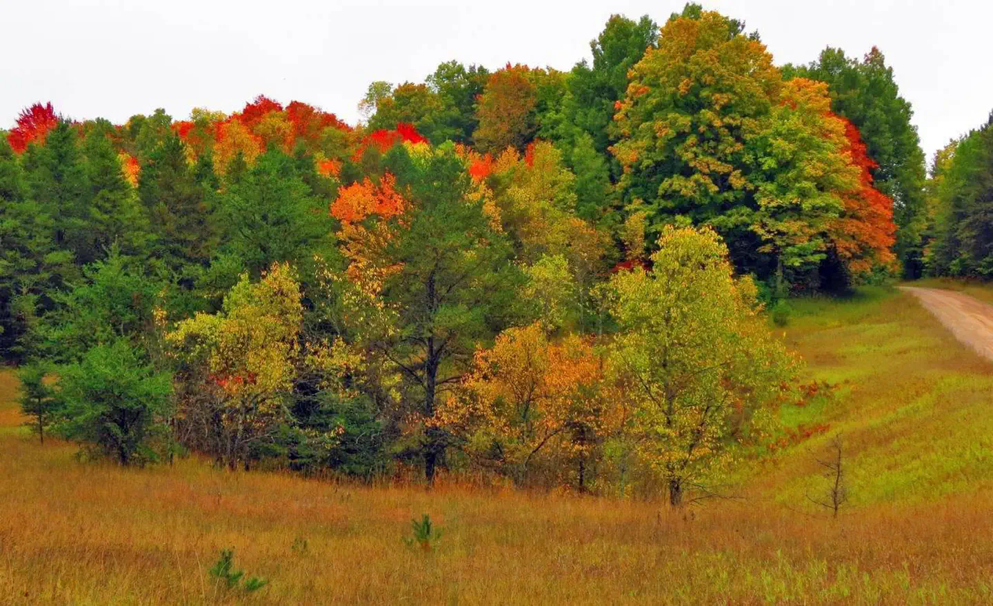 Huron Manistee National Forest Fall Colors