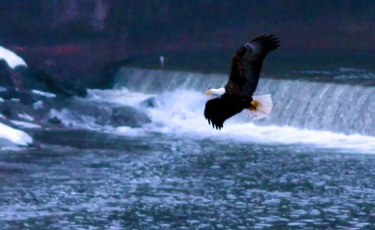 bald eagle flying over waterfall