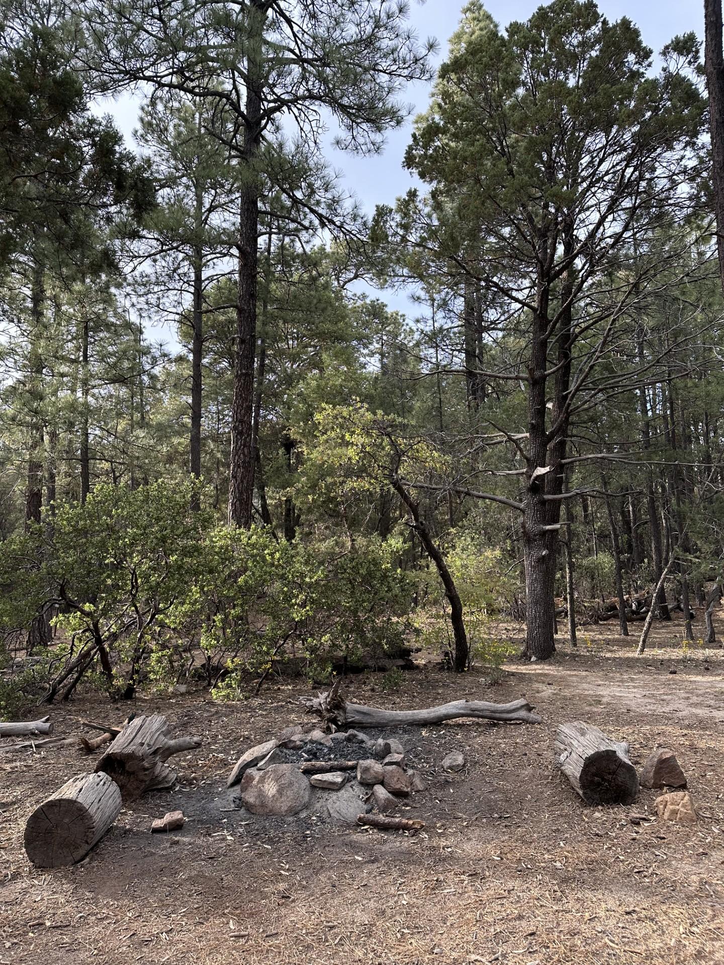 A small rock lined fire ring with a sitting log on either side. Behind it is a forest of tall trees.