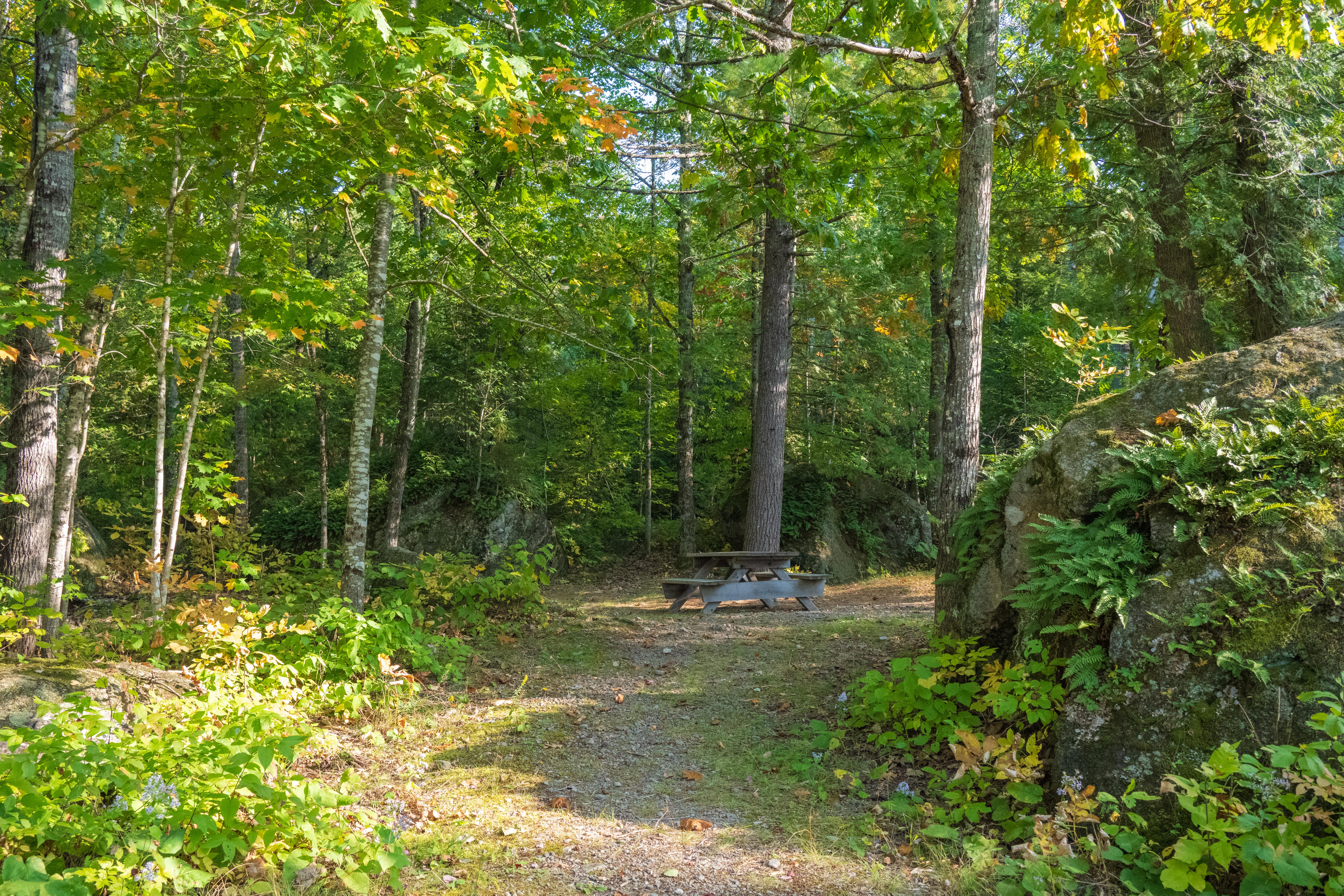 Campground scenery in Maine