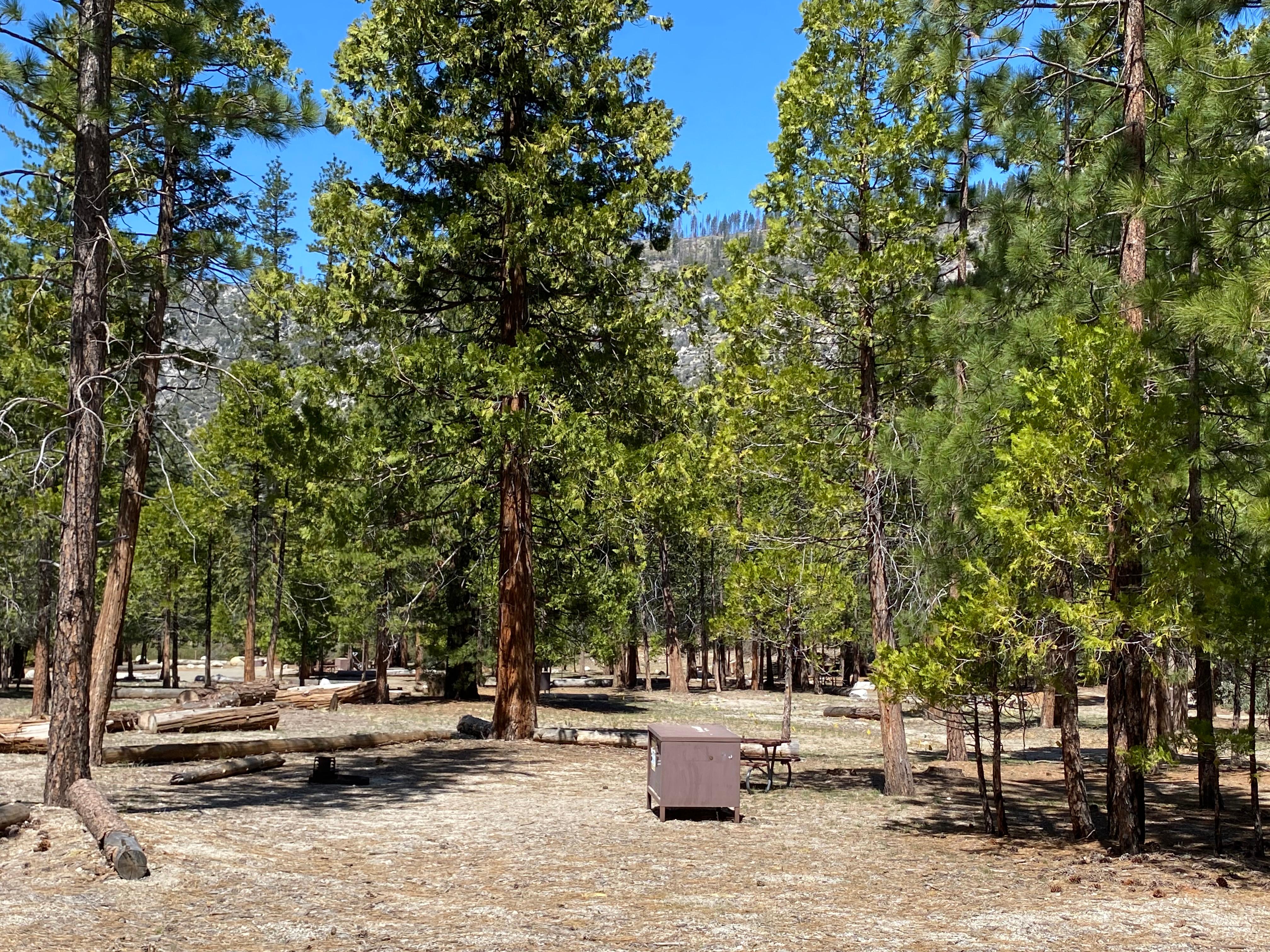 A level dirt campsite, ringed with trees, includes a food storage box.