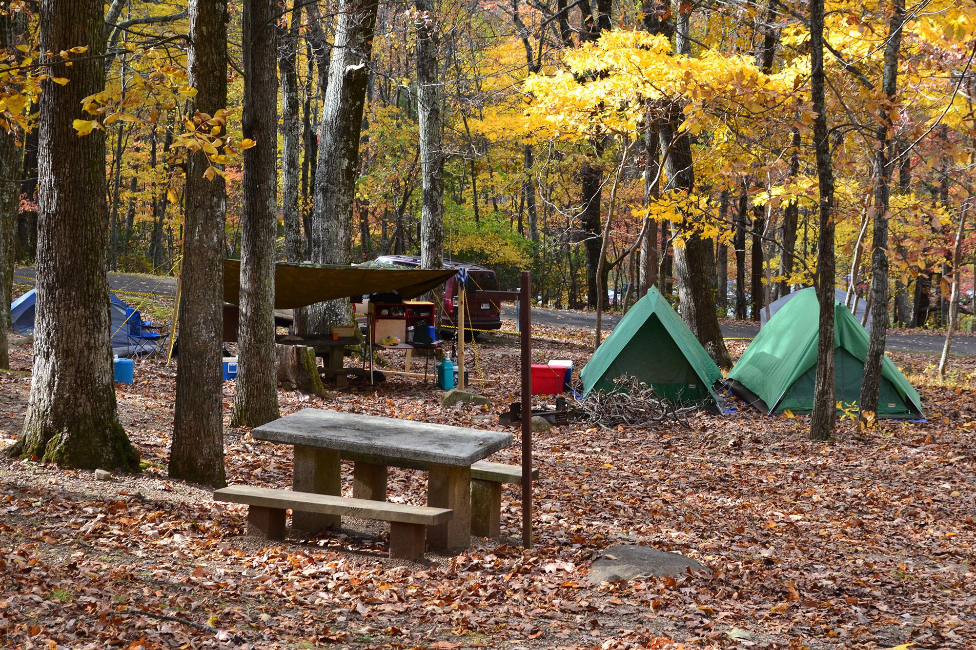 Two green pup tents sit in a golden, fall forest