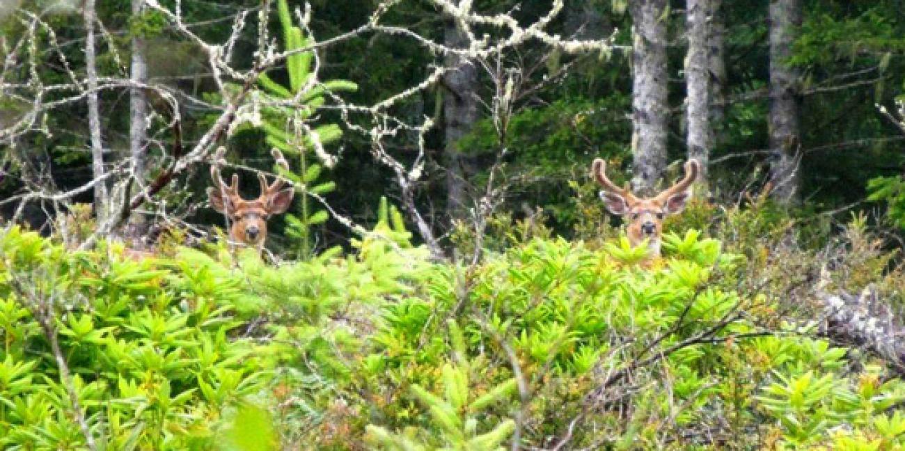 Green Mountain and Tahuya State Forest | Department of Natural Resources