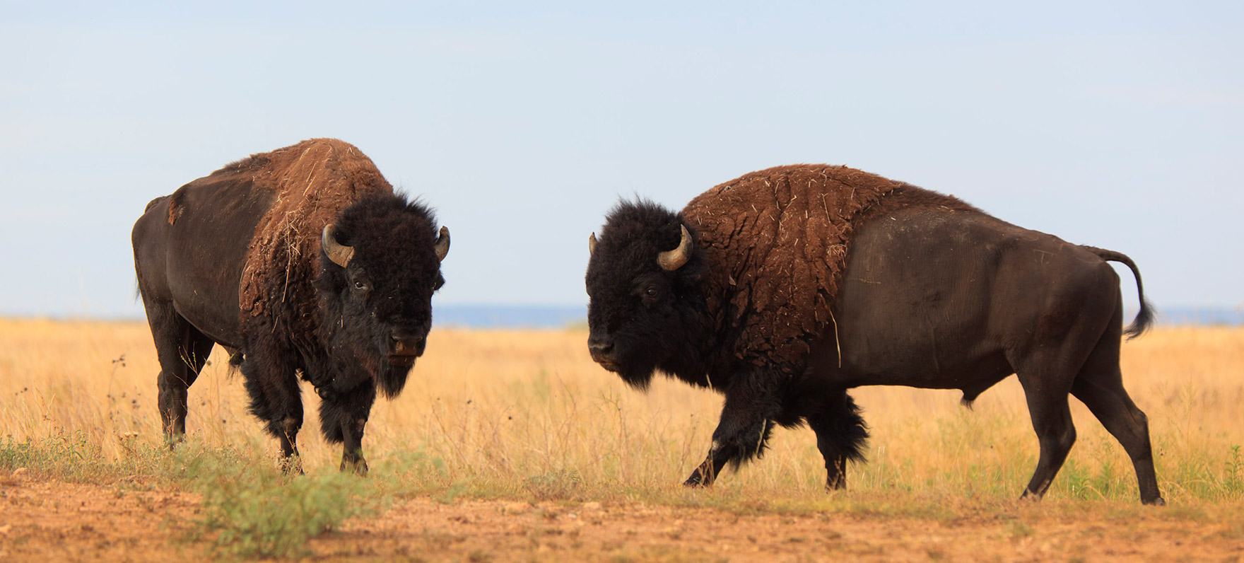 Caprock Bison Release