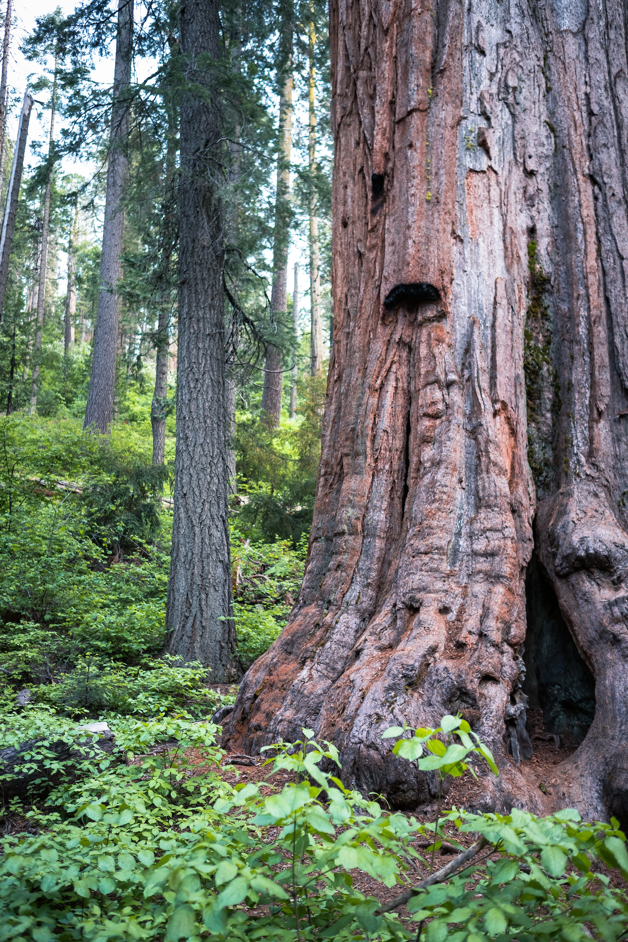 Calaveras Big Trees SP Gallery Image