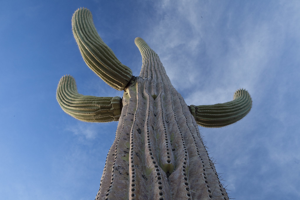 Ironwood Forest National Monument