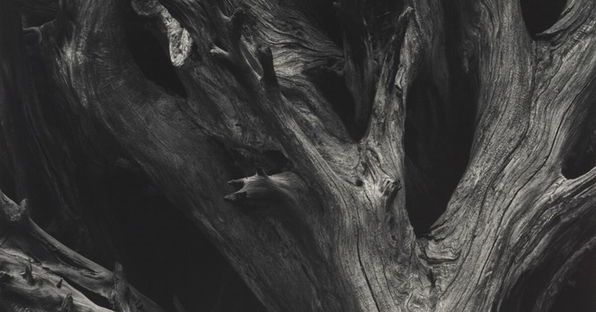 Sequoia Gigantea Roots, Yosemite National Park, California by Ansel Adams