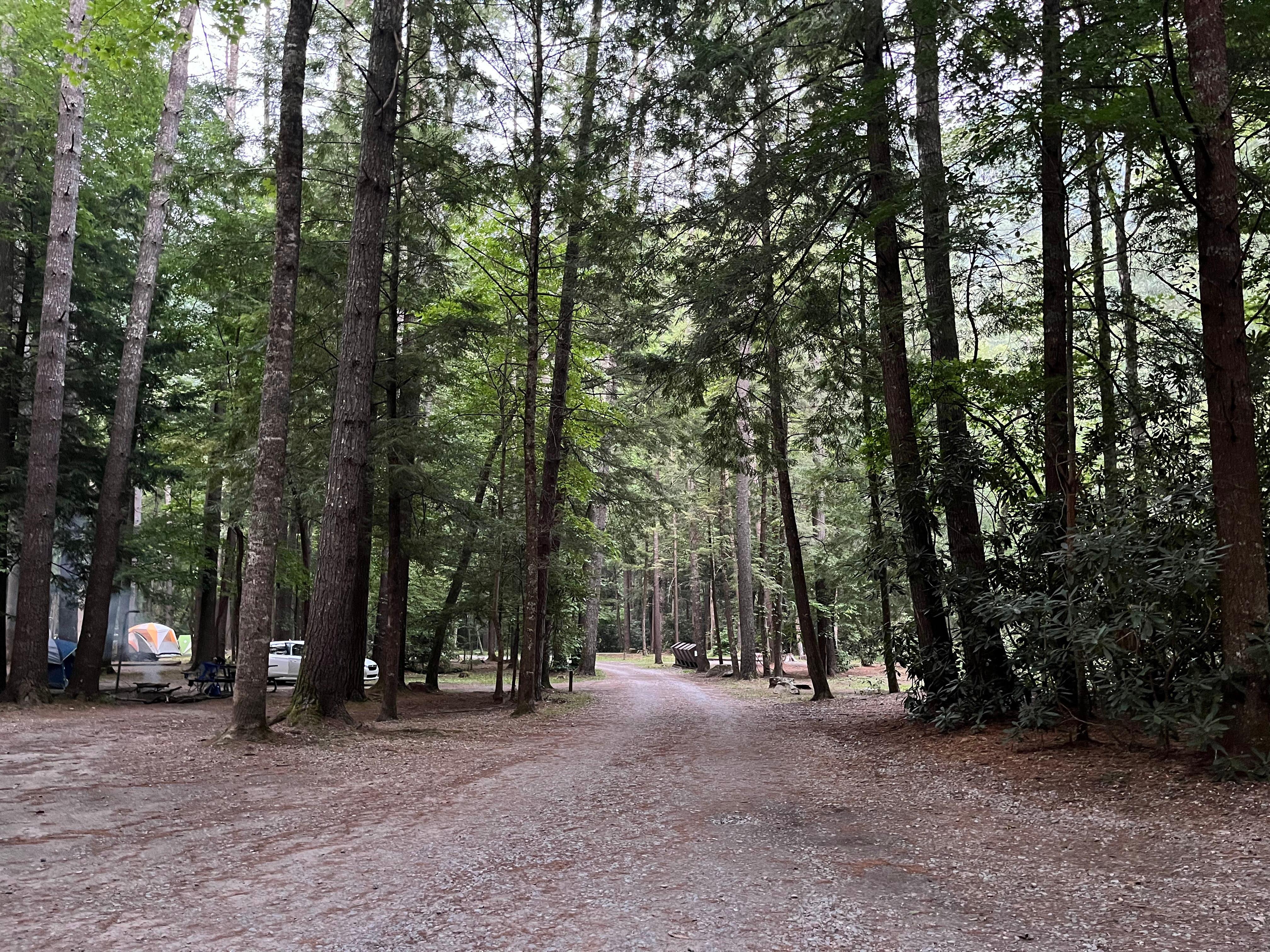 Cataloochee Campground campground photo