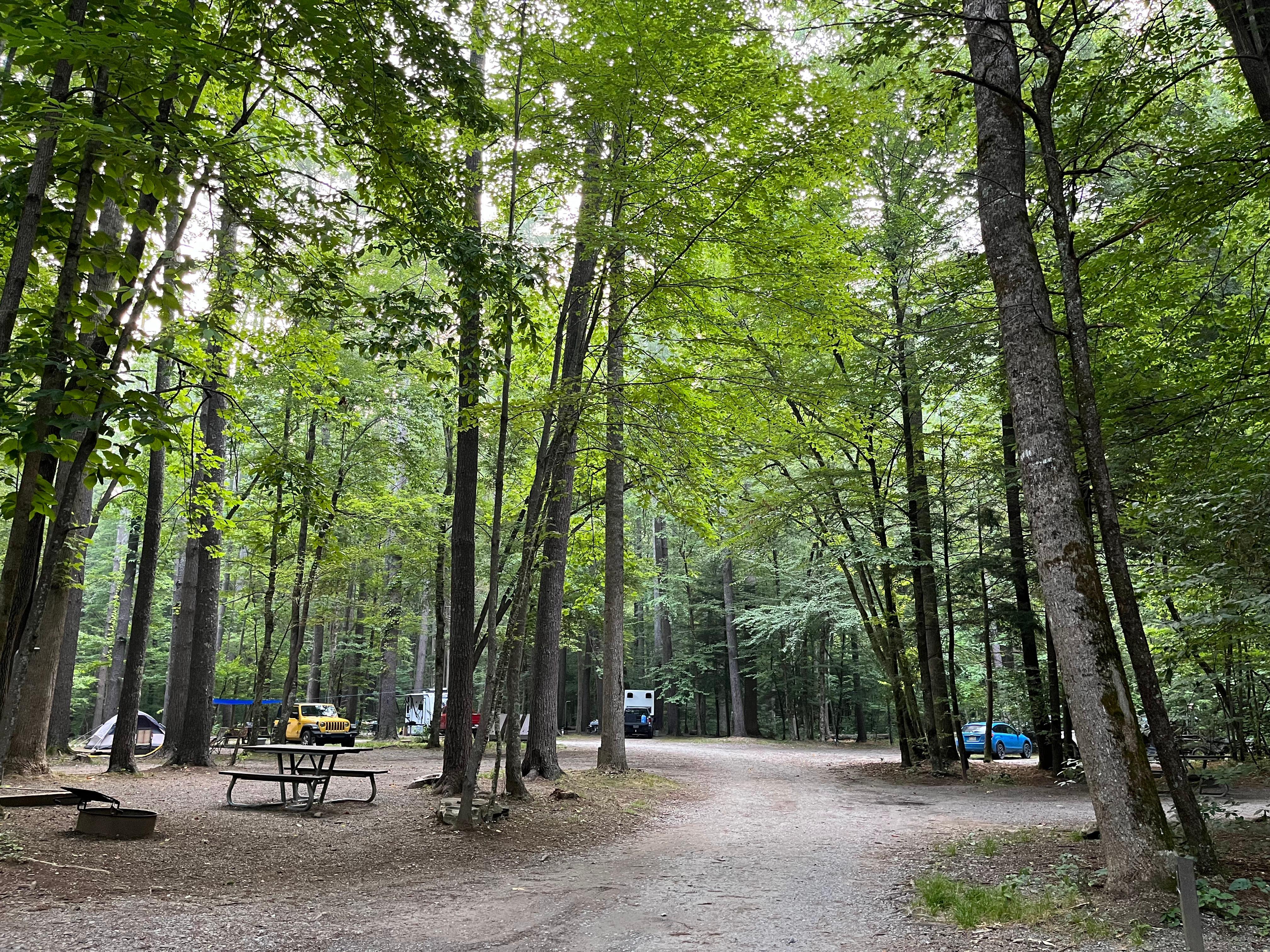 Cataloochee Campground campground photo
