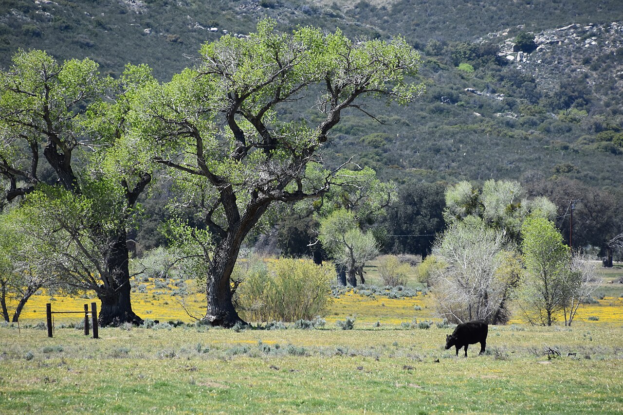Boulder Oaks campground in San Diego County, CA